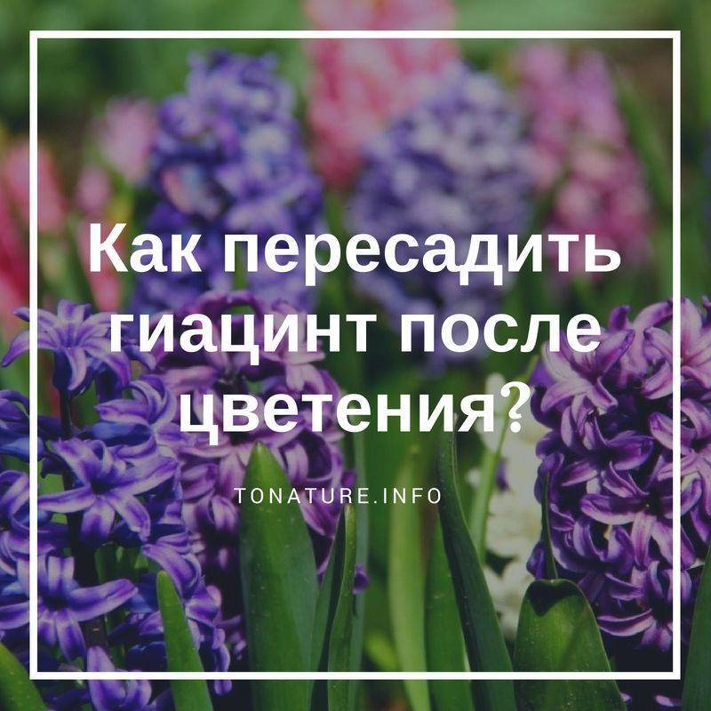 Гиацинт в горшке: уход в домашних условиях, посадка и выгонка