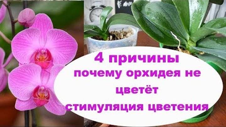 Почему не цветет орхидея: причины, по которым ваша красавица уже долго выпускает в домашних условиях только новые листья или корни, а бутоны у нее растут плохо selo.guru — интернет портал о сельском х
