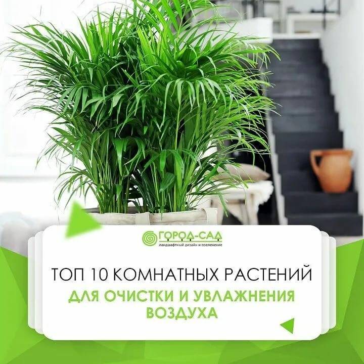 18 самых красивых комнатных растений, о которых нужно знать
