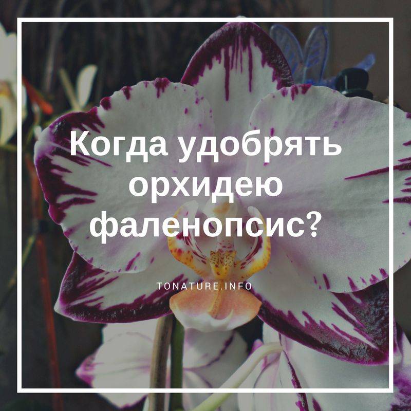 Узнайте, почему орхидея не цветет, а растут только листья