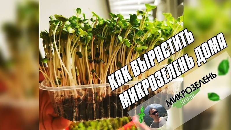 Мода на микрозелень: польза и как вырастить микрогрин дома
