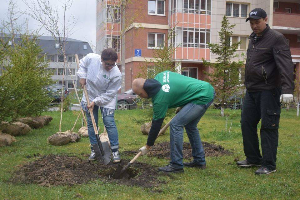 Лучшие декоративные деревья для сада: фото с названиями и описанием