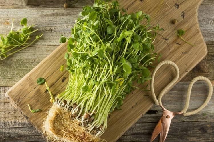 Микрозелень (микрогрины): незаменимый продукт для здорового правильного питания