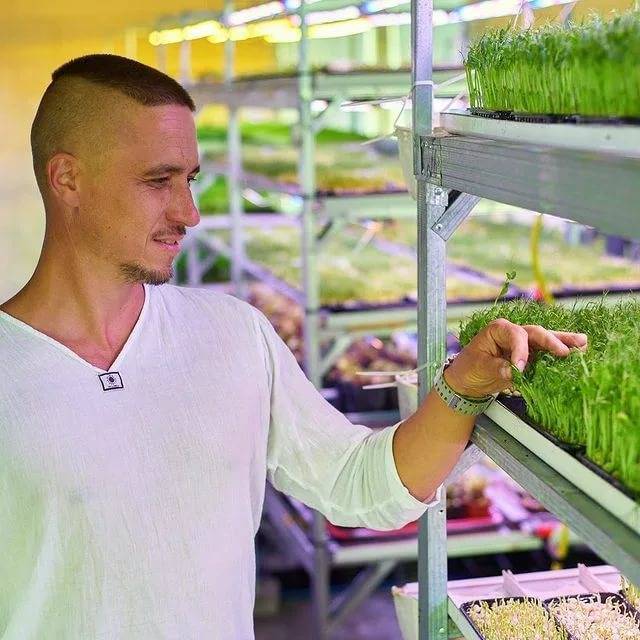 Как самостоятельно выращивать микрозелень?